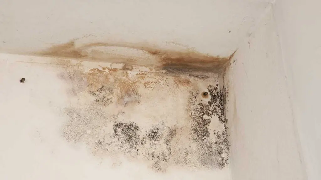 Mold Damage 1024x684 1 1024x576 Mold Damage 1024x684 1 1024x576